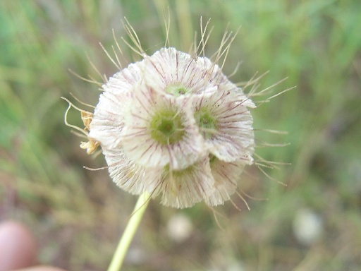 Lomelosia crenata subsp. pseudisetensis / Vedovina della Basilicata